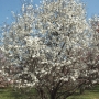 Magnolija japoninė (Magnolia cobus)